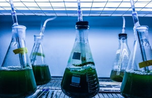 Optimization of algae strains in response to nutrient and CO2 levels in aquaculture waste water.